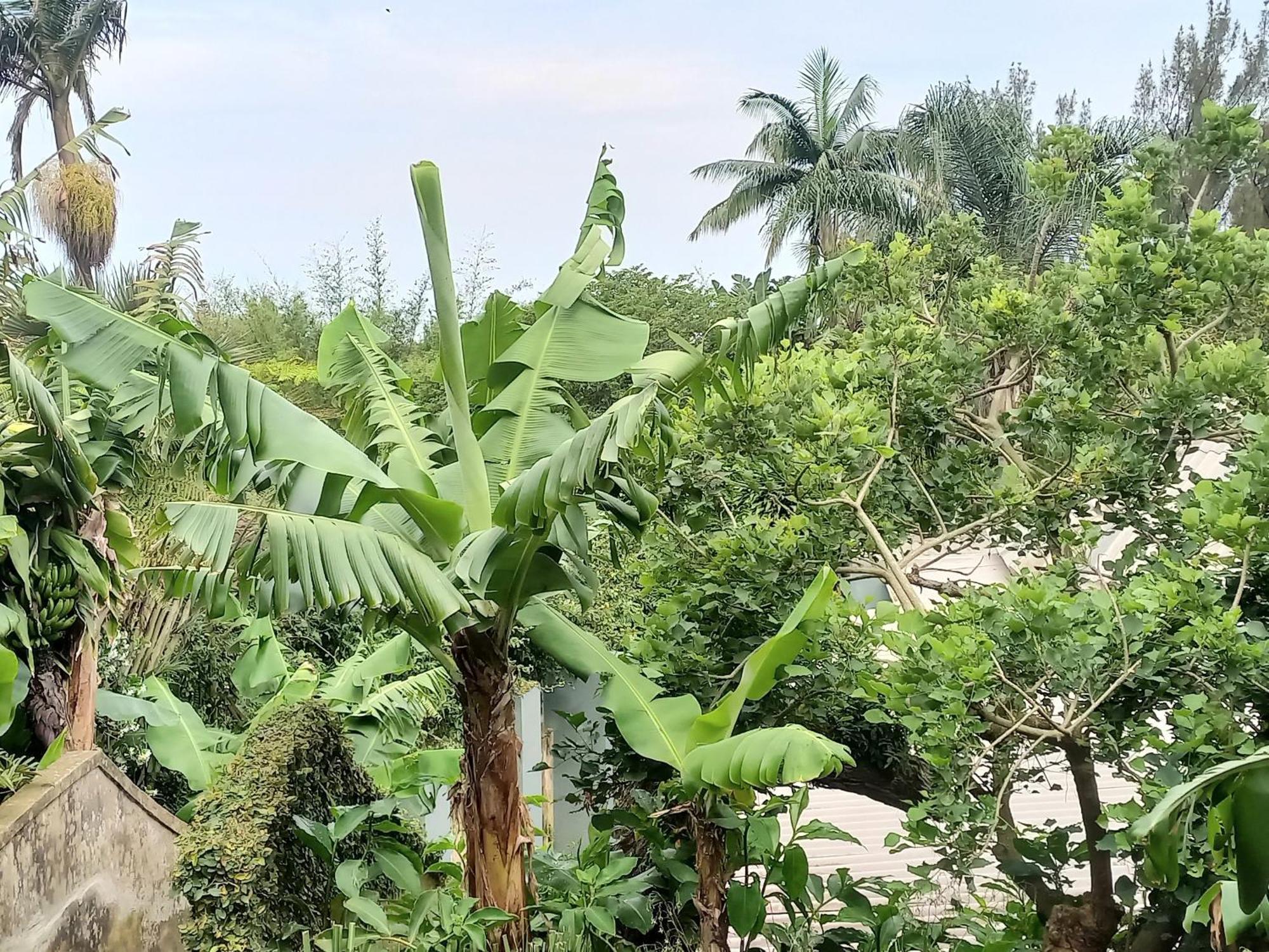 Coral Tree At Roc Guesthouse, Salt Rock Ballito, Solar Power Sheffield Beach